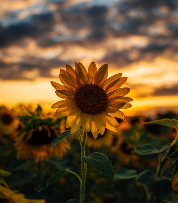A single sunflower is in focus. Behind it is a larger field of sunflowers that are blurry. The sky is dark blue and yellow. The sun is setting.