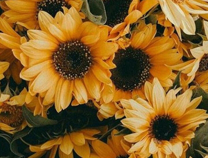 A close up of 3 sunflowers from above.