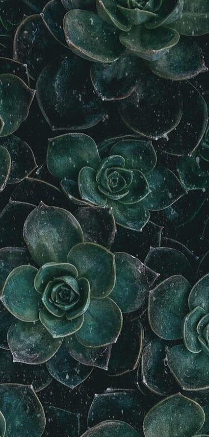 Half of a photo of dark green rose shaped succulents.