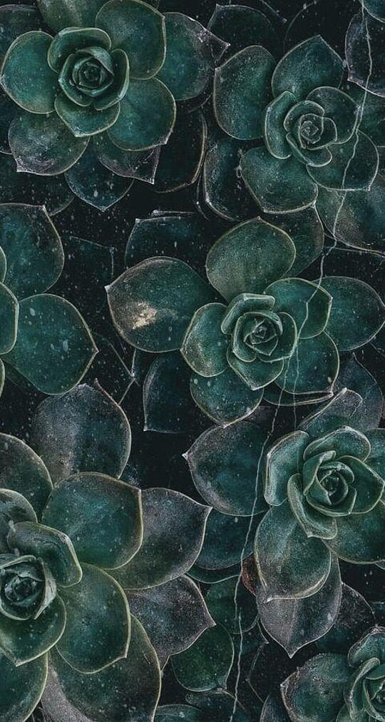 Half of a photo of dark green rose shaped succulents.