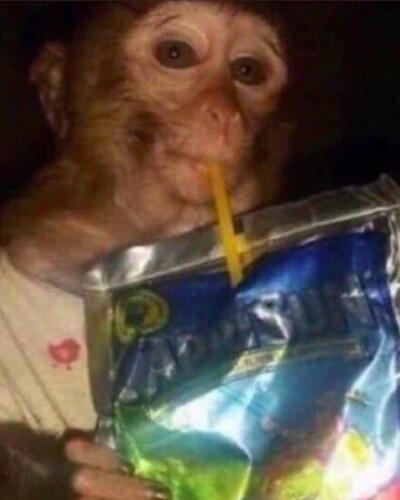 A photo of a monkey with the flash on. He is drinking a Caprisun pack.