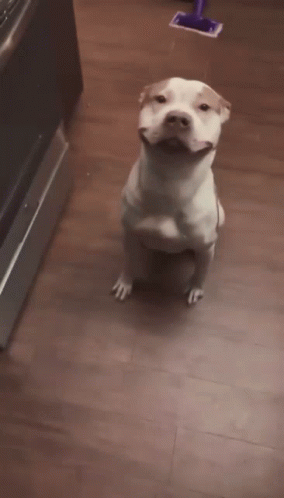 A video of a tan and white pitbull licking its lips and smiling. The camera zooms in at the end of the gif.