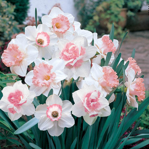 An image of white daffodils with a pink center to each flower. There are blueish-green leaves extending from the base of each flower.