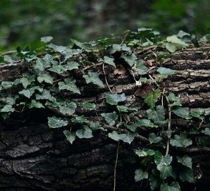 A log with ivy growing on it is pictured.